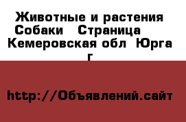 Животные и растения Собаки - Страница 10 . Кемеровская обл.,Юрга г.